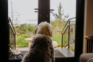 dogs at the deerstone